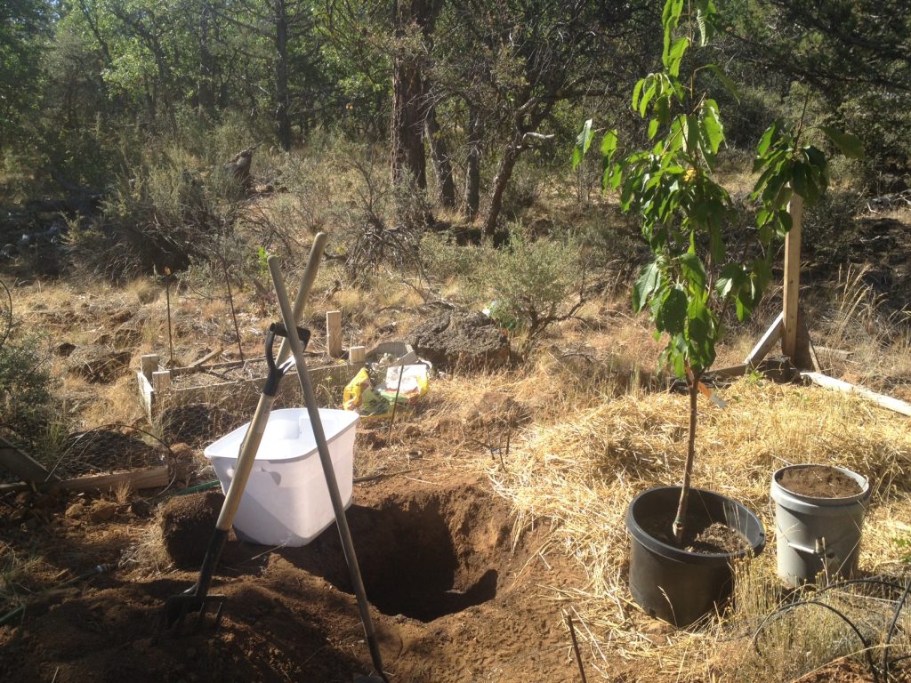 Cherry planting