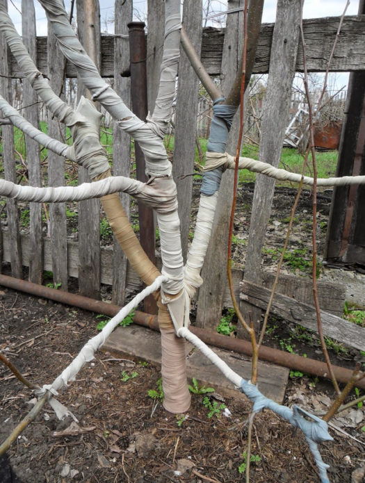 El tronc de l’arbre està embolicat amb arpillera