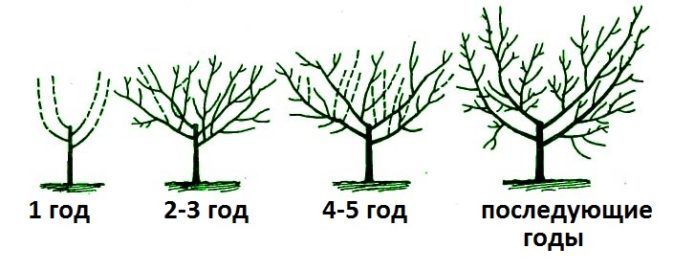 Фазно формирање крошње трешње