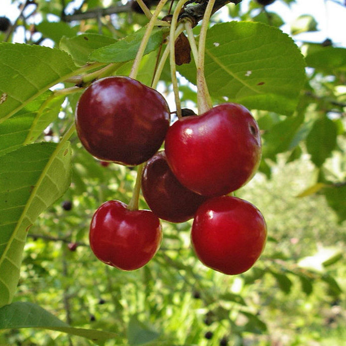 Cherry Vladimirskaya