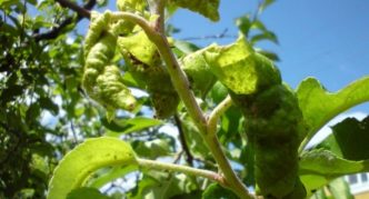 Pulgones en una rama de cerezo