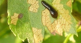 Mosca de sierra babosa en cereza