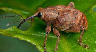 Charançon de la cerise sur une plante