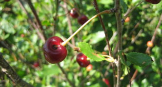 Cerejas danificadas