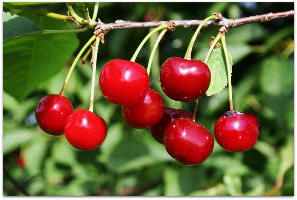 cereja de sobremesa gelada