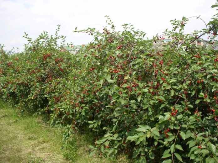 Plantarea cireșului Desert Morozova