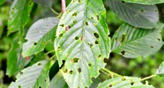 Buracos de clasterosporium