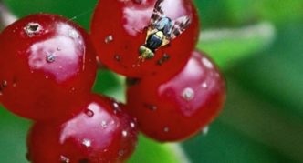 Mosca de cereza en bayas