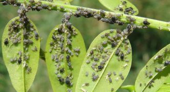 Puceron du cerisier sur les feuilles