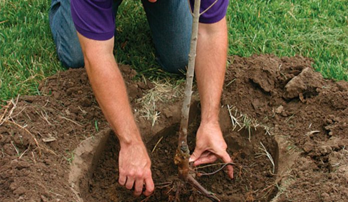 Duke gaule dans le trou de plantation