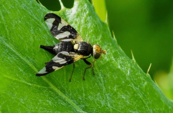 Mosca della ciliegia