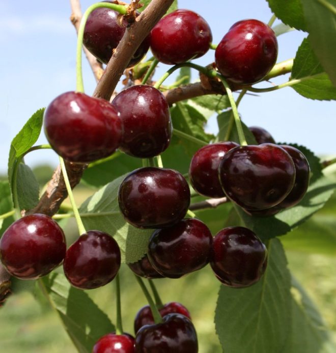 Variétés de cerises Zhukovskaya