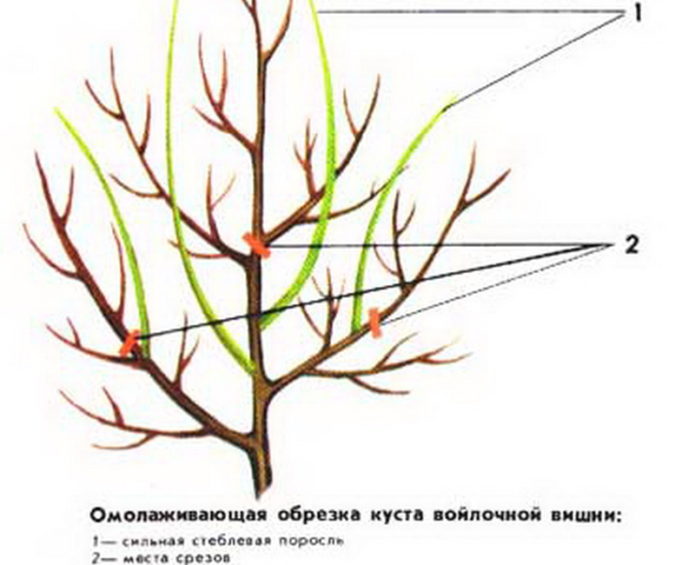 Schema di potatura della ciliegia