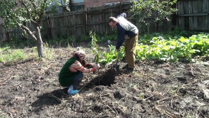 Plantando cerejas