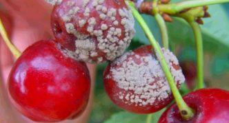 Graufäule auf Kirschbeeren