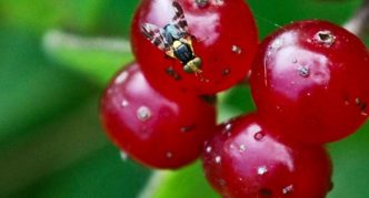 Mosca della ciliegia su una ciliegia