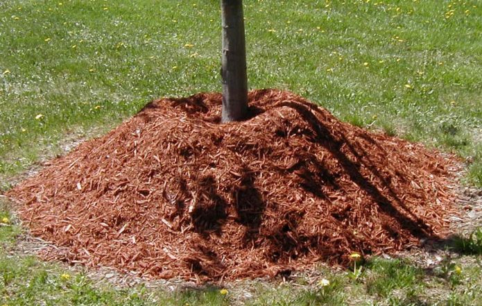 Mulch under fruktträdet