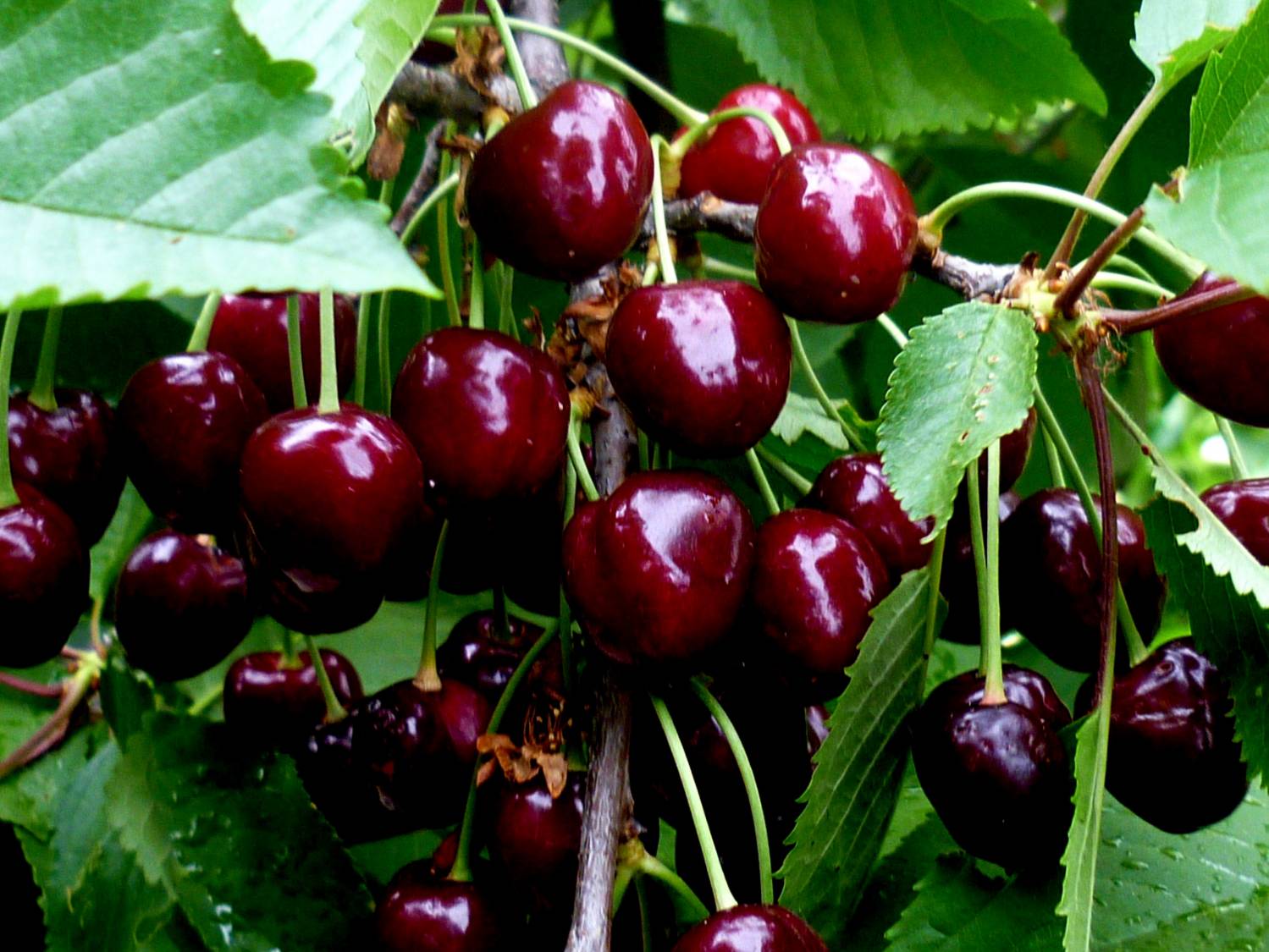 Cherry Tyutchevka - en hageskjønnhet med sunne og smakfulle frukter