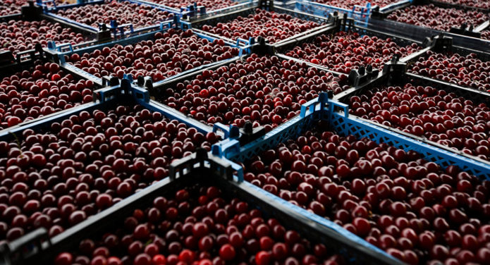 Cerises en boîtes