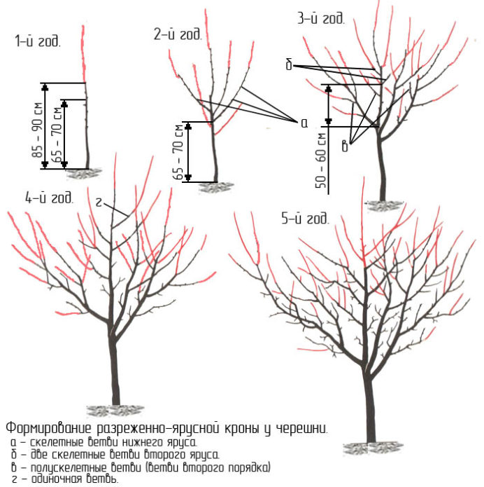 Formation de la couronne de cerisier