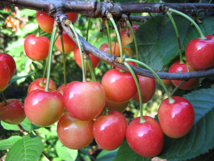 Variétés de cerises douces Fatezh