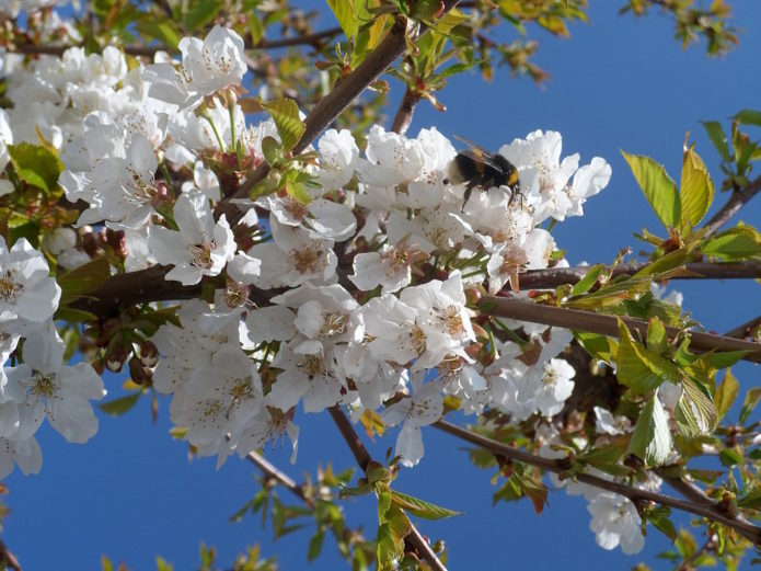 Fiore di ciliegio