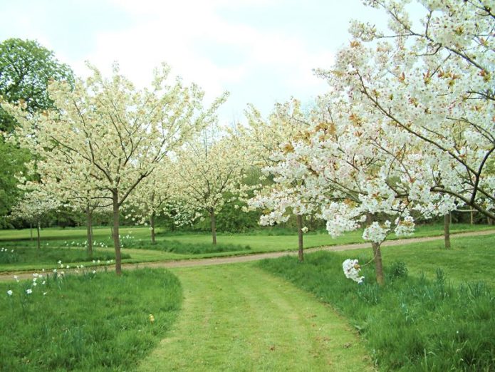 Cerises en fleurs