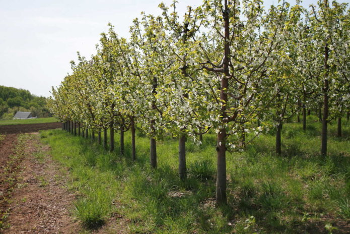 Plantio de cereja