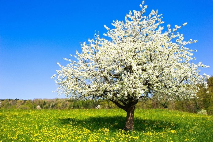 Cereza en un prado soleado