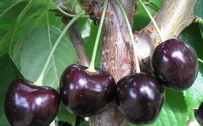 Cherry variety Leningradskaya itim