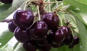 Cherry variety Iput