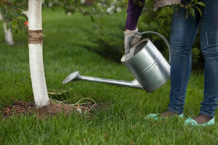 Annaffiare gli alberi