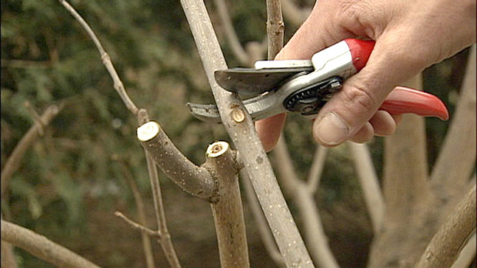 Taille des branches