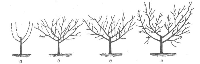 Saldžių vyšnių krūmo susidarymo schema