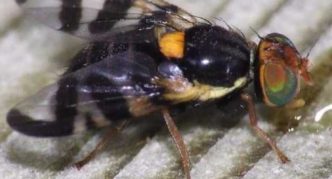 Mosca de la cereza