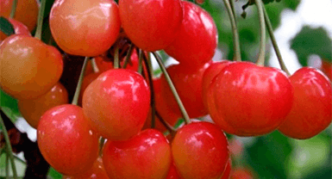 Variétés de cerises douces Julia