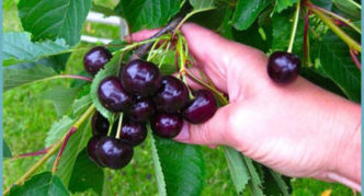 Variétés de cerises douces Coeur de taureau