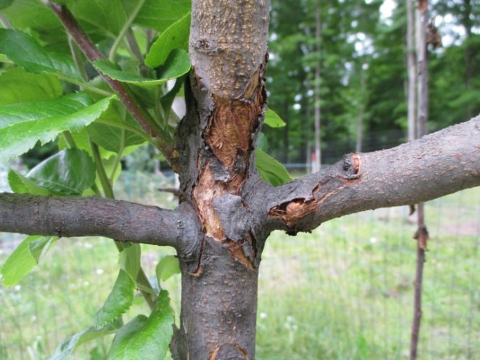 Quemaduras de sol en el tronco de un árbol