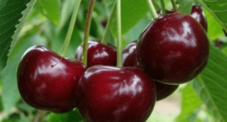 Cerises douces de la variété Surprise