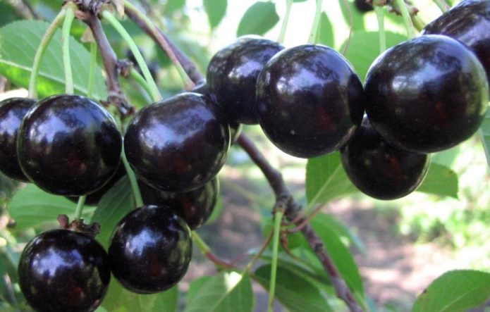 Branche de cerisier aux fruits mûrs