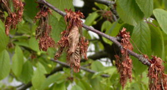 Feuilles séchées de moniliose