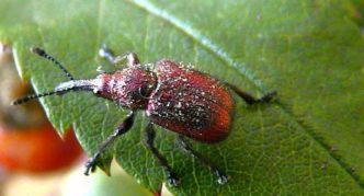 Charançon sur une cerise