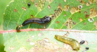 Larwy Cherry Slime Sawfly na liściu wiśni