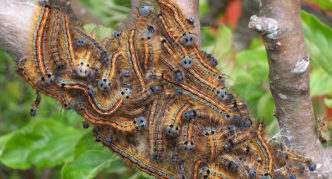 O bicho-da-seda infecta botões de cereja