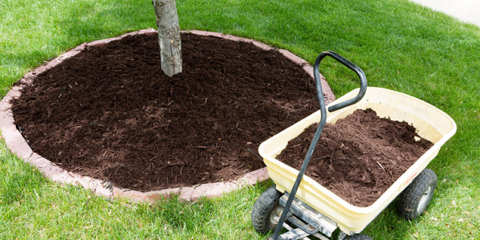 Mulchen van de grond na het planten