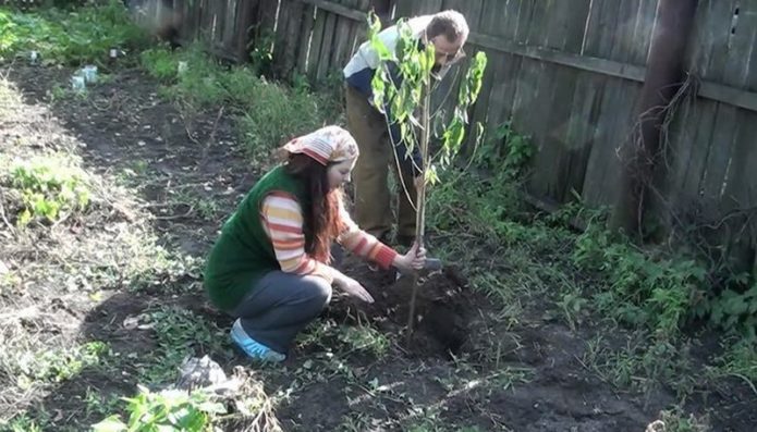 Plantando cerejas