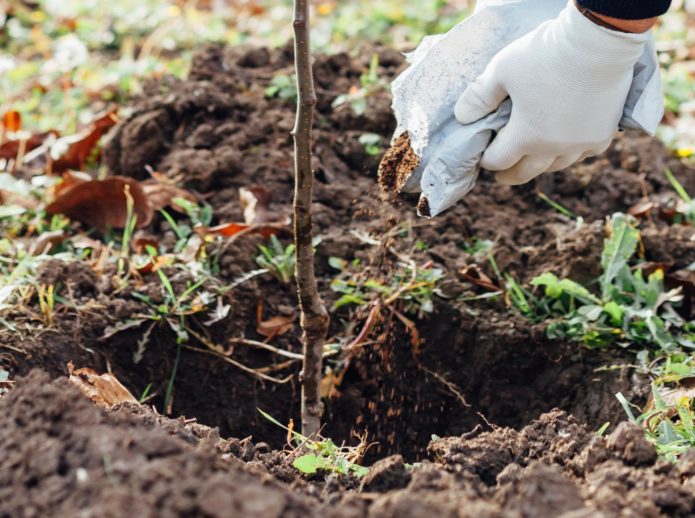 Een zaailing planten