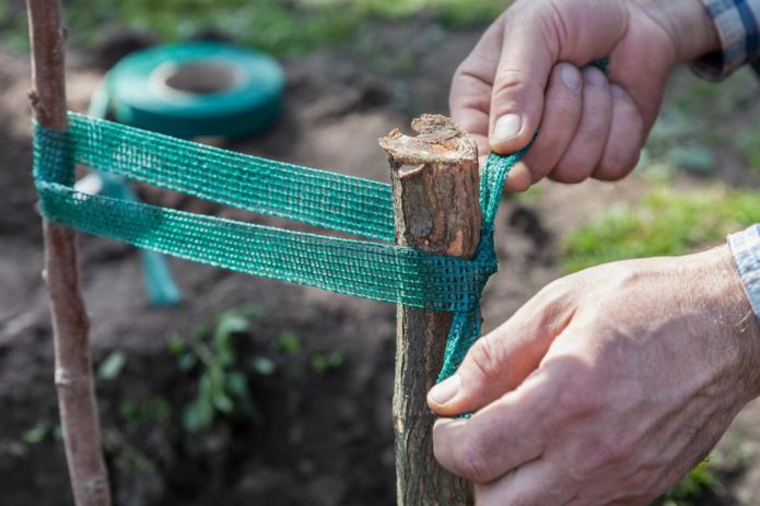 Sapling garter để hỗ trợ