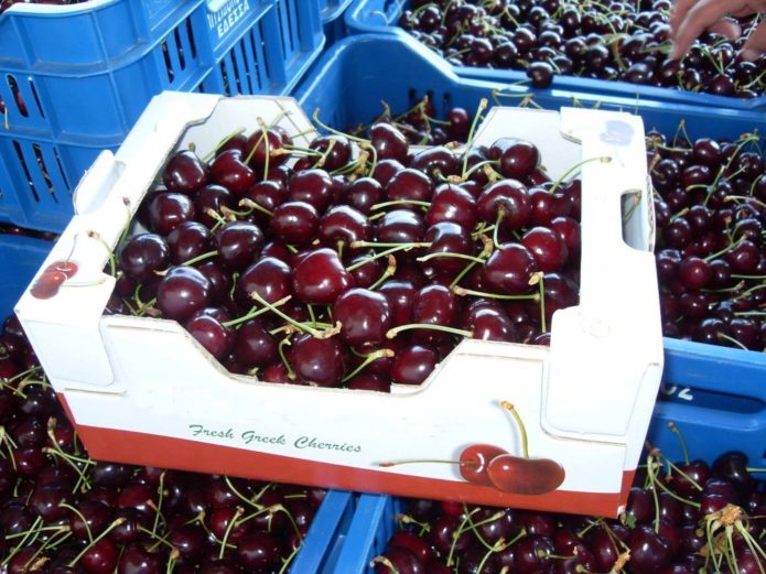 Cerezas en cajas