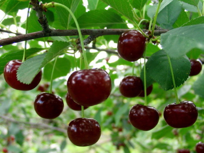 Spotkanie Cherry Berries